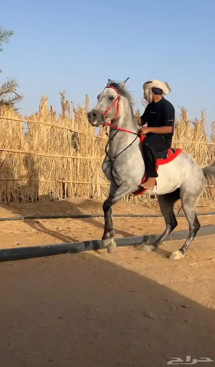 حصان 1