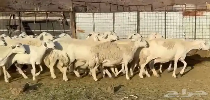 مراح حرش فاخر 4