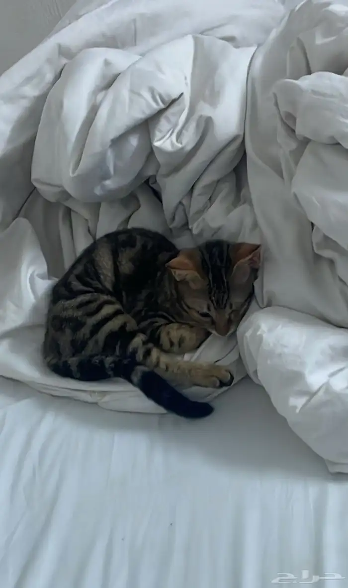 قط ضائع مكافأة لمن يجده الباحة 1