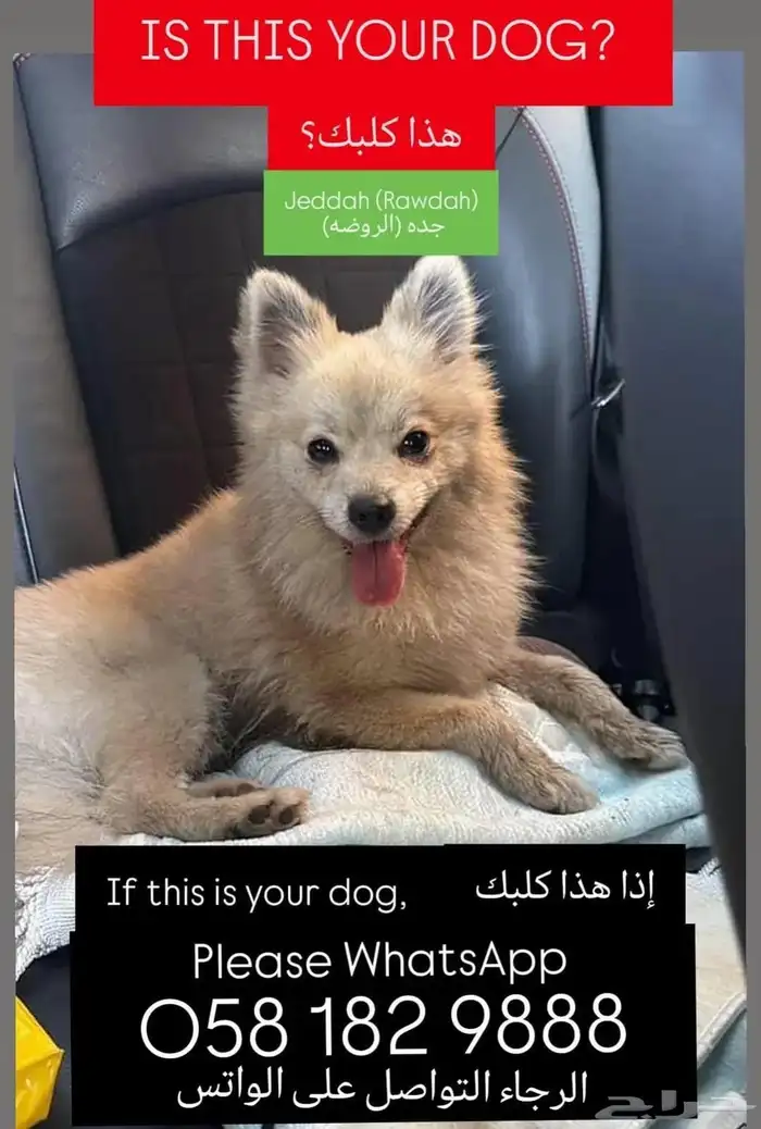 كلب ضاع من صاحبه وموجود عندي 0