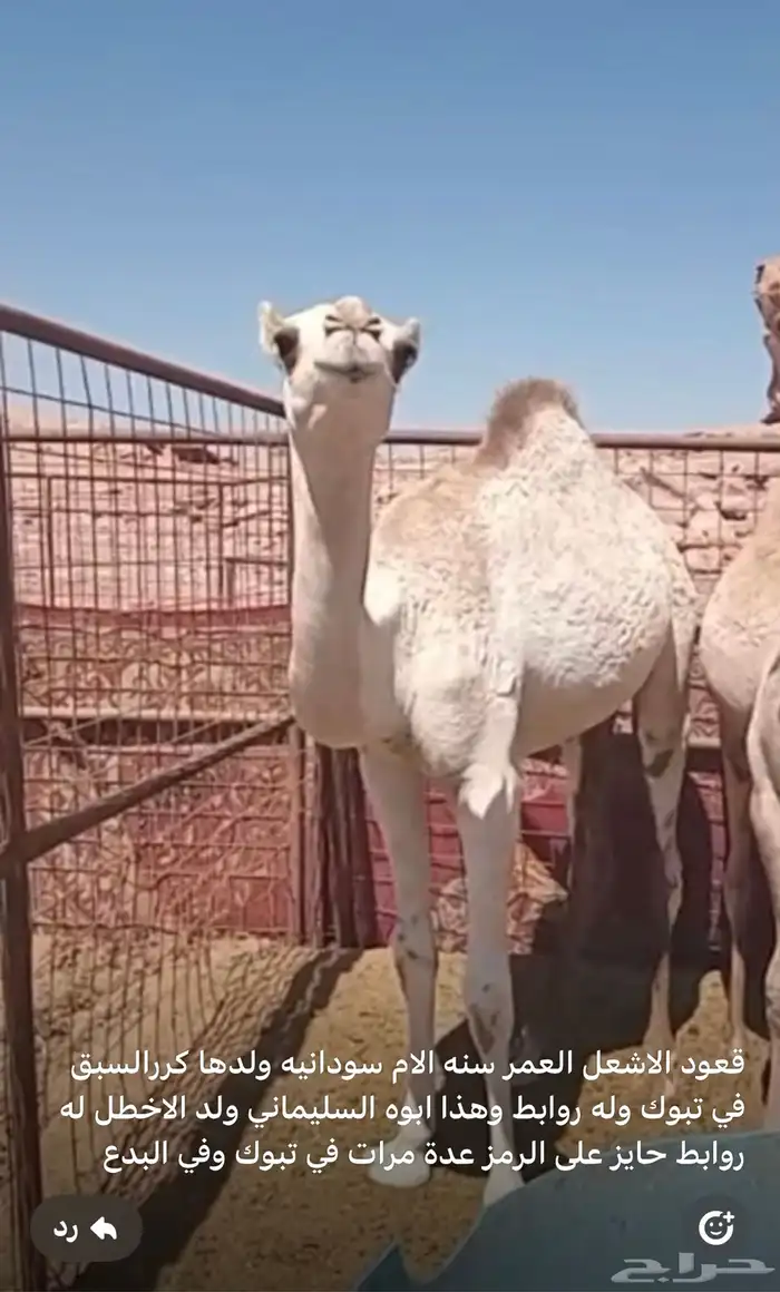 قعدان 0