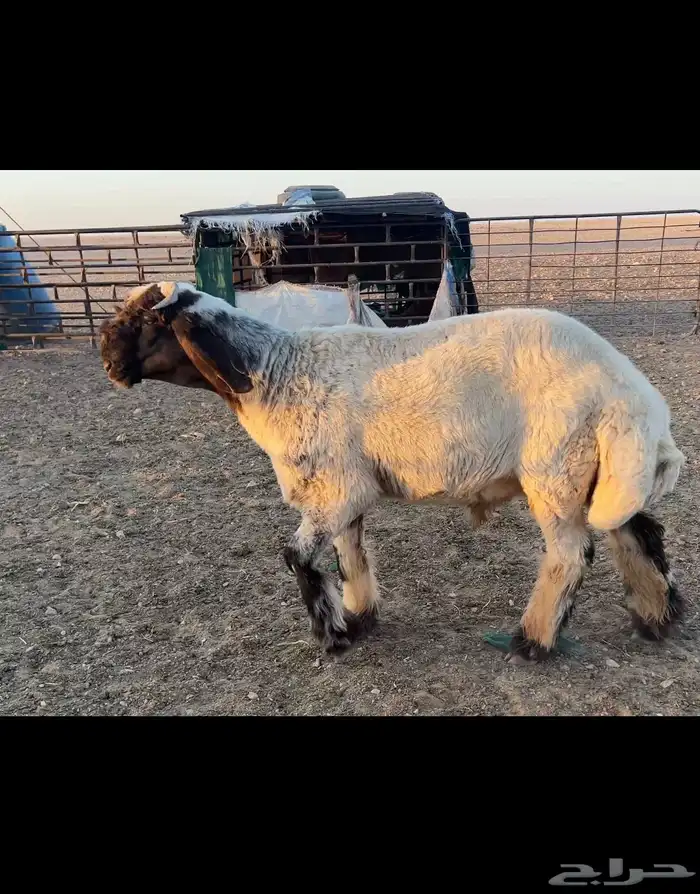 جذع نعيم صنف 1