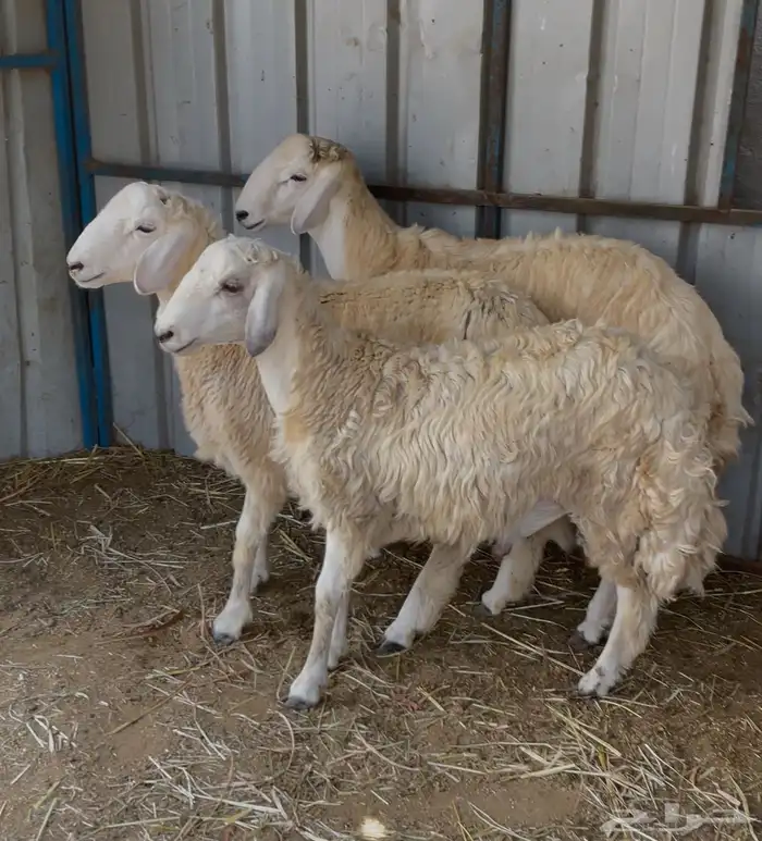 طليان للبيع 0