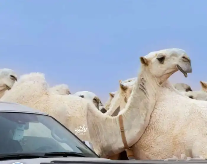 شبك للبيع في سوق المجمعه الماشيه 0