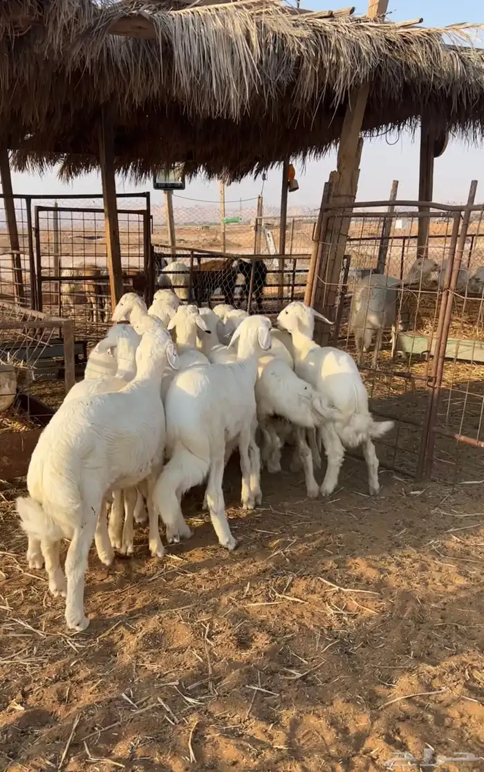 ذبايح حرية نظيفة يابلاش 2