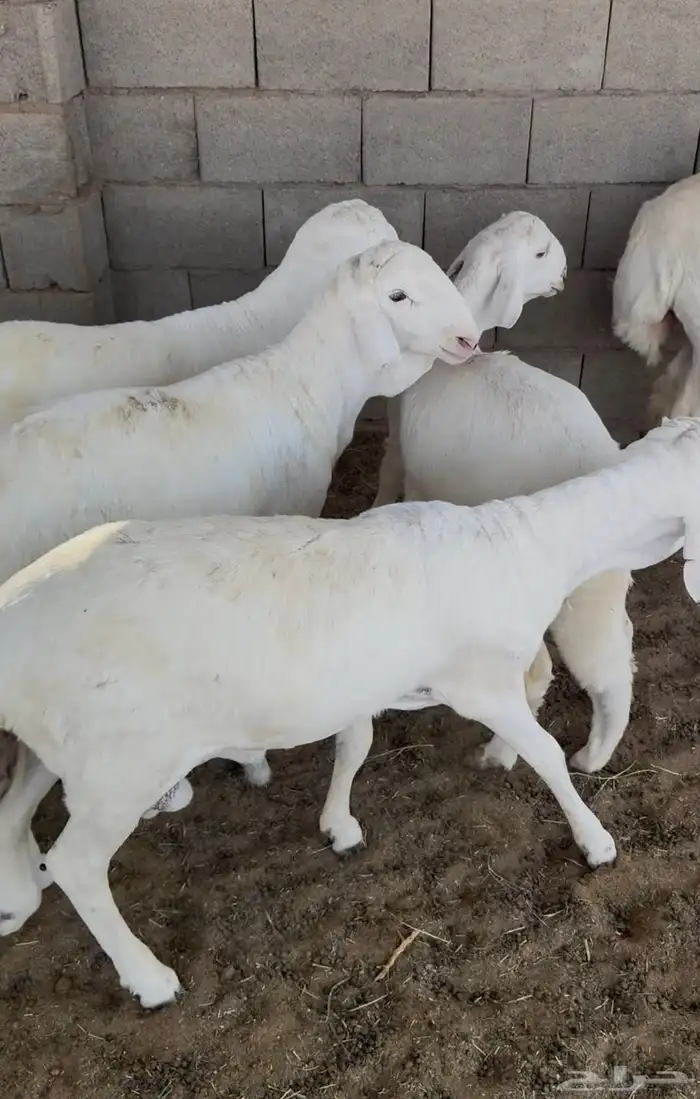 5 جذعان سواكن بيض نوعية جيدة 1