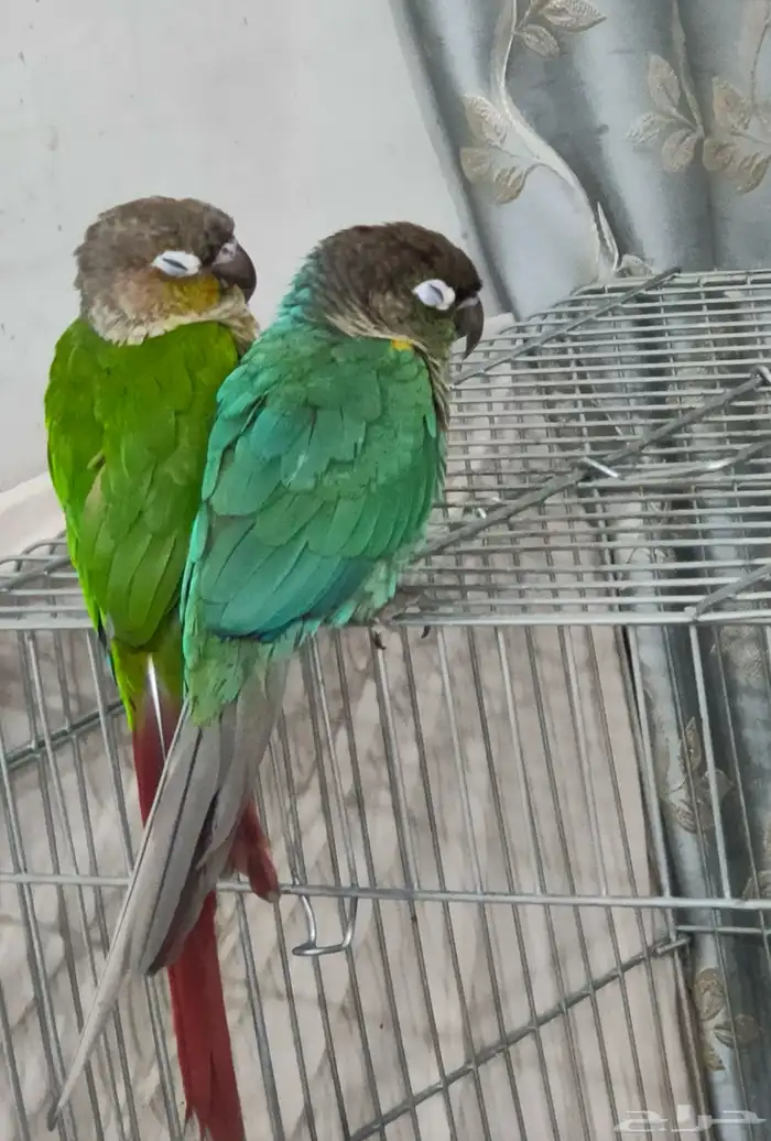 أبي طيور للتبني 2