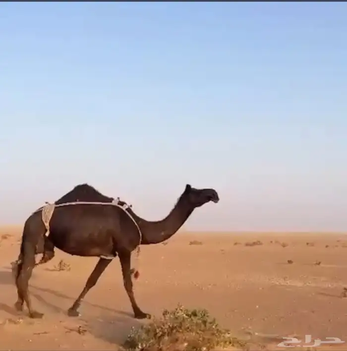 ابل 0