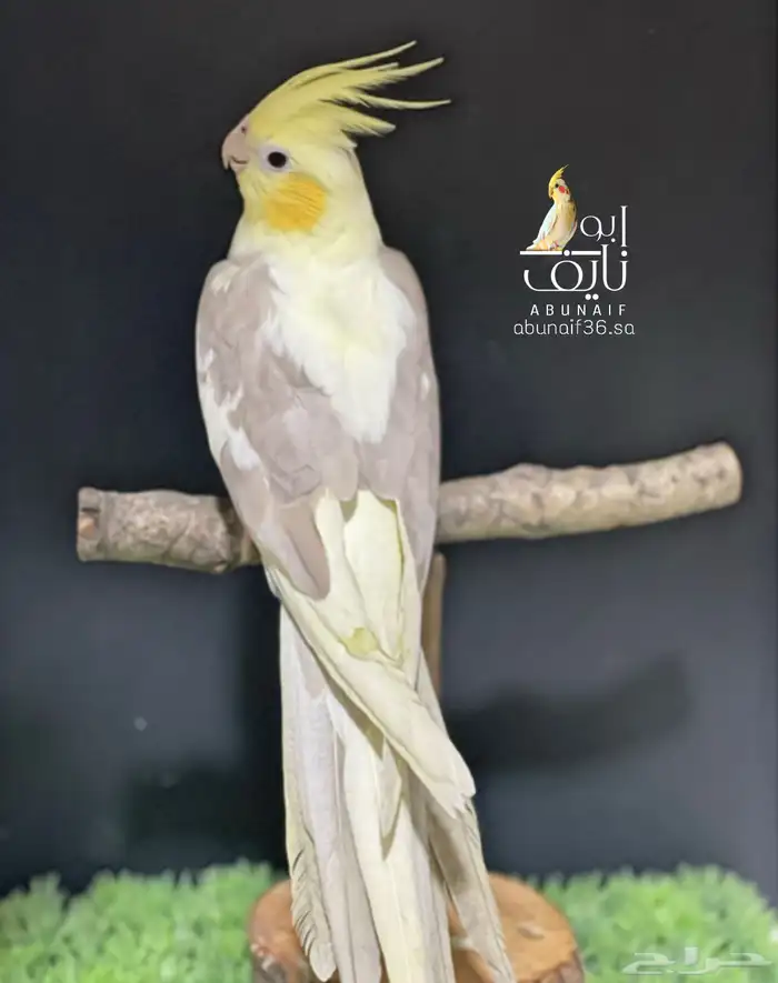 كروان باستيل فيس 1