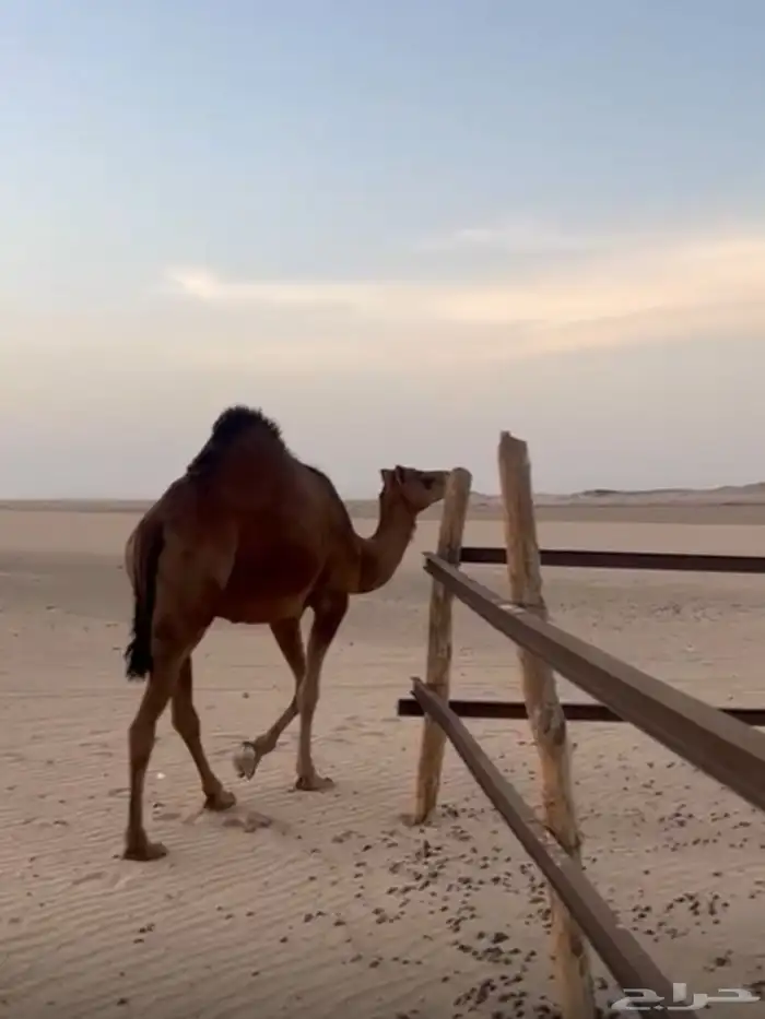 بكرتين سواحل للبيع 0