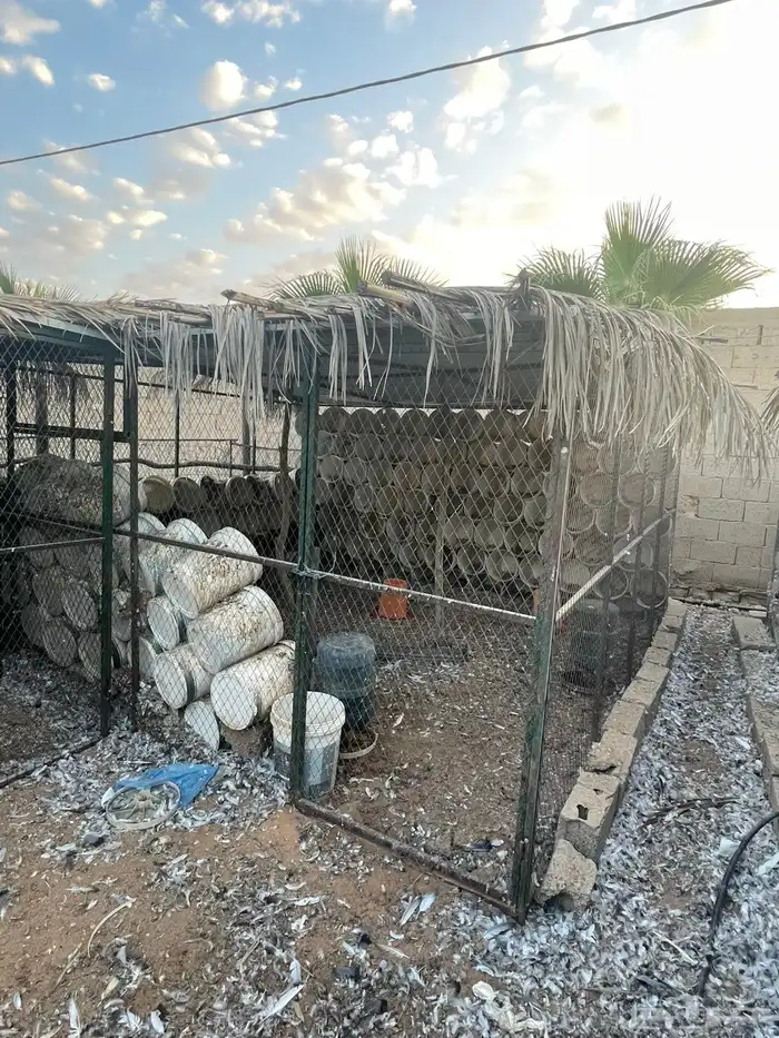 شبوك حمام وطيور للبيع 2