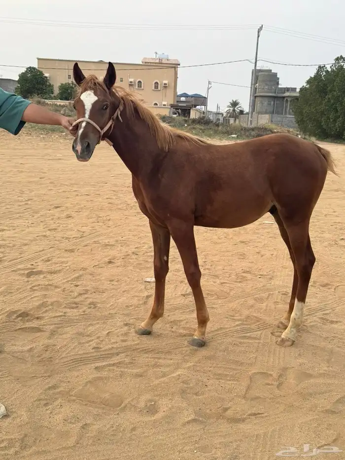 مهر للبيع العمر 8 اشهر   من أب عربي 2