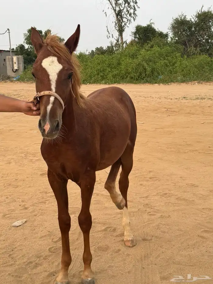 مهر للبيع العمر 8 اشهر   من أب عربي 0