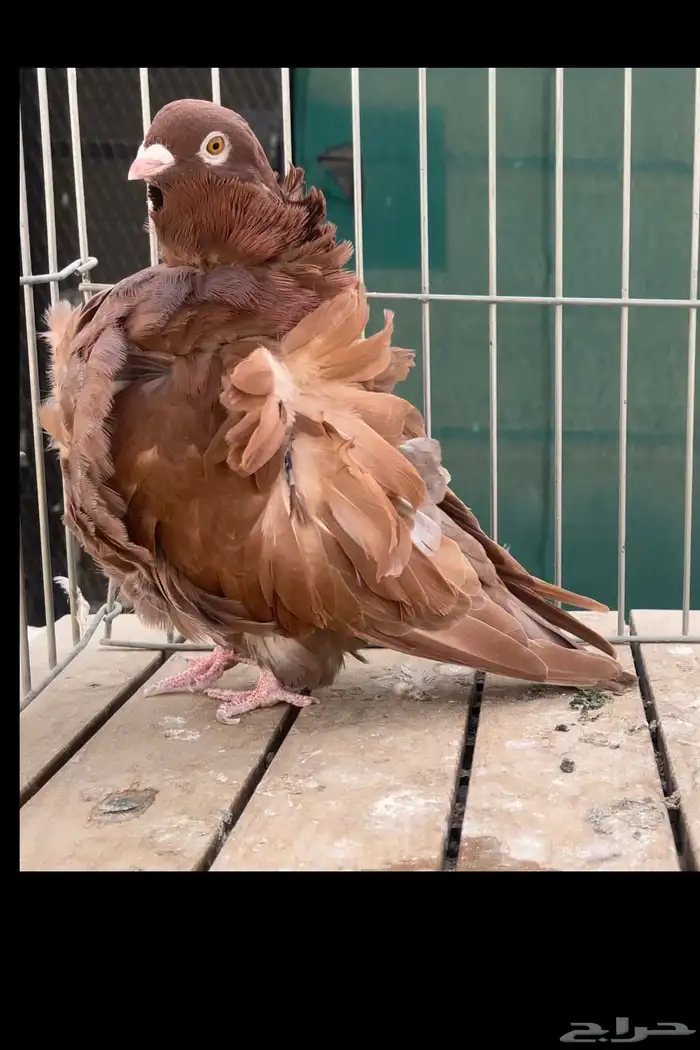 مجموعة حمام كشكش كشكي 39