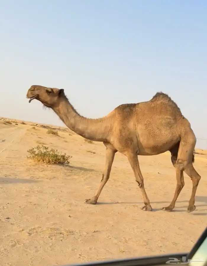 الذود الصفر الكفو العدد 14 2