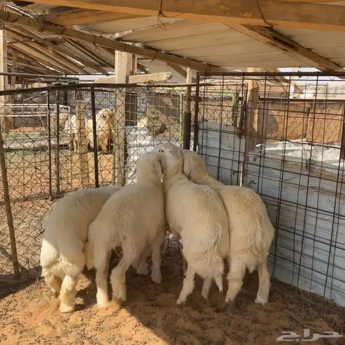 خرفان حري ( تم البيع ) 0