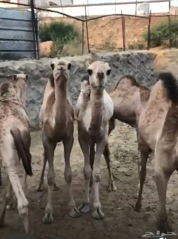 بيع حشوان 5 اربع بكار وقعود الموقع تهامه شهران 0
