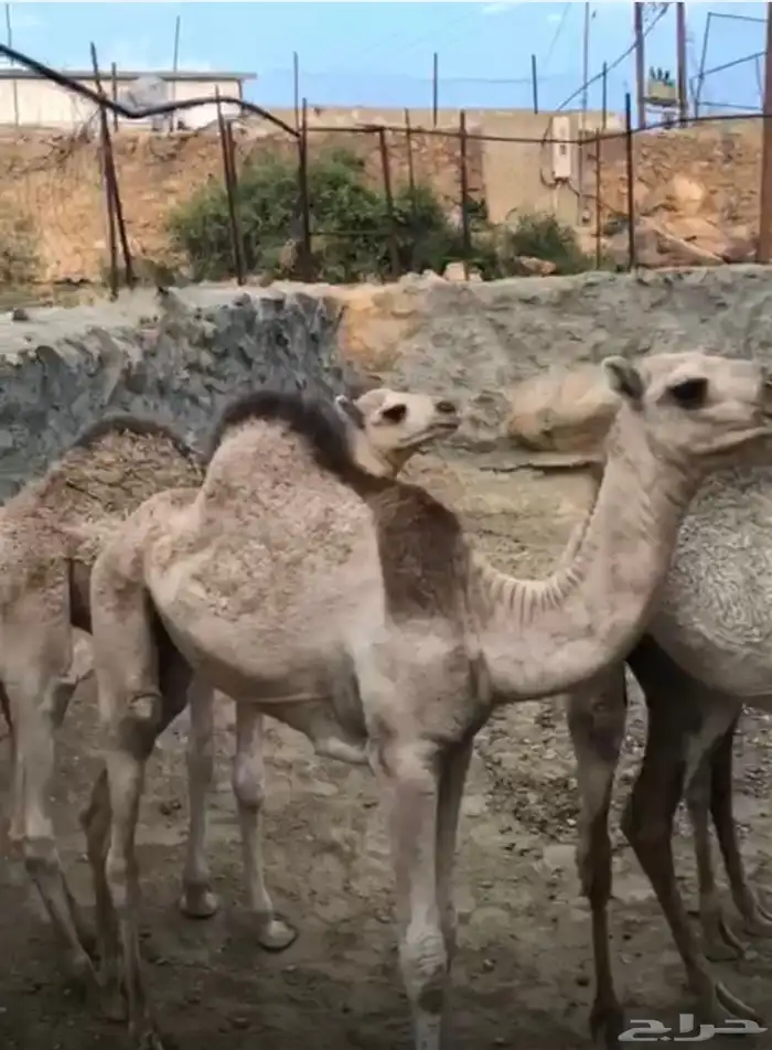 بيع حشوان 5 اربع بكار وقعود الموقع تهامه شهران 1