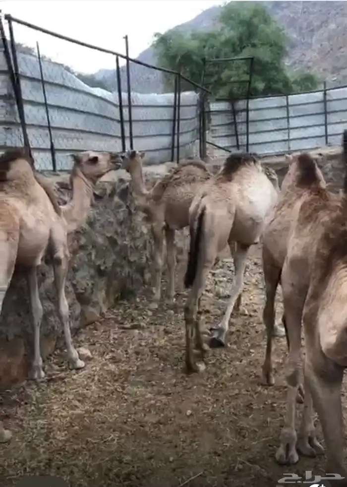 بيع حشوان 5 اربع بكار وقعود الموقع تهامه شهران 2