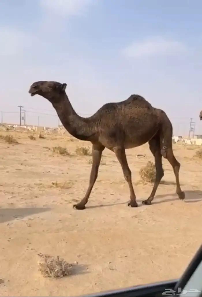 الذود الصفر الكفو العدد 14 12