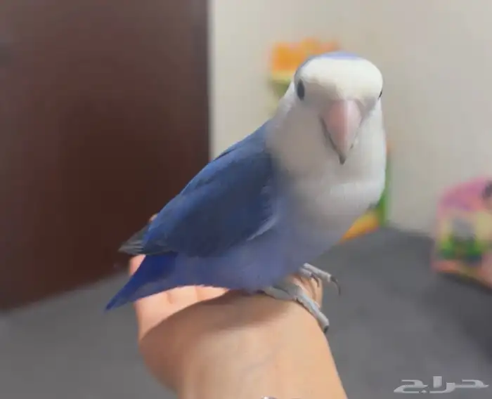 طير روز مفطوم اليف 1