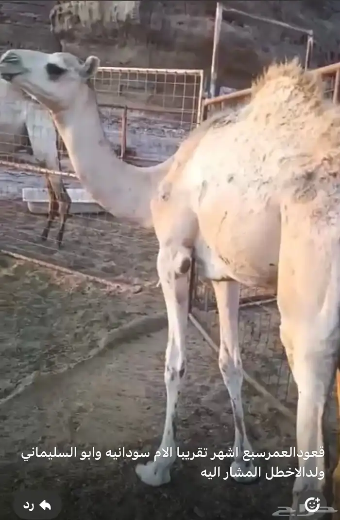 قعدان 1