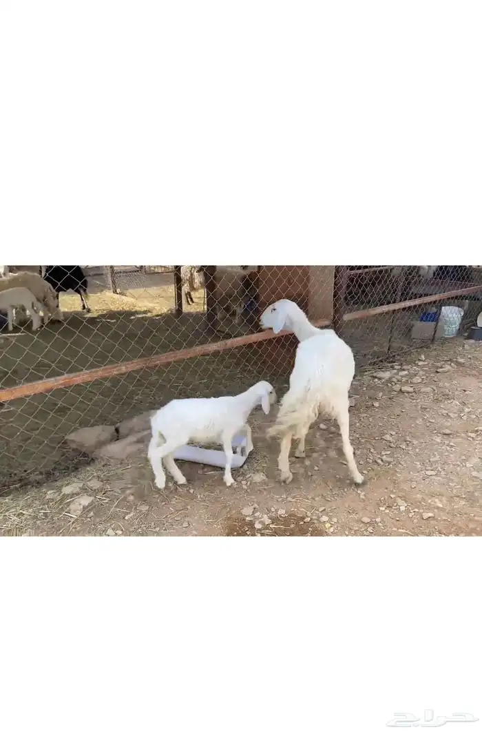 للبيع متبع حريه كفو تحتها رخل 0
