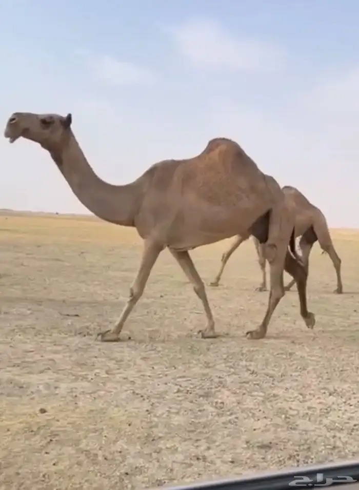 الذود الصفر الكفو العدد 14 5