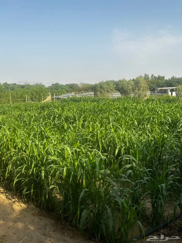 يوجد لدينا قصب للبيع 0
