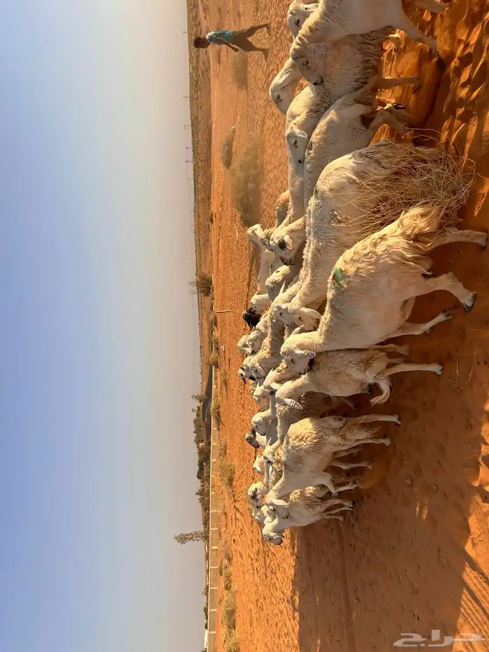 غنم حري 0