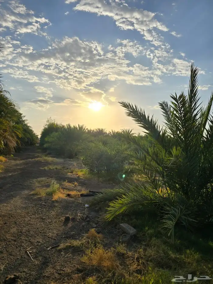 مزرعة للبيع شجوى بالمدينة المنورة 0