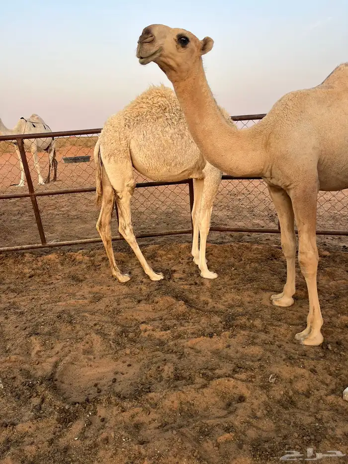 للبيع الفحل الاشقح الباتلي الكفووو 5