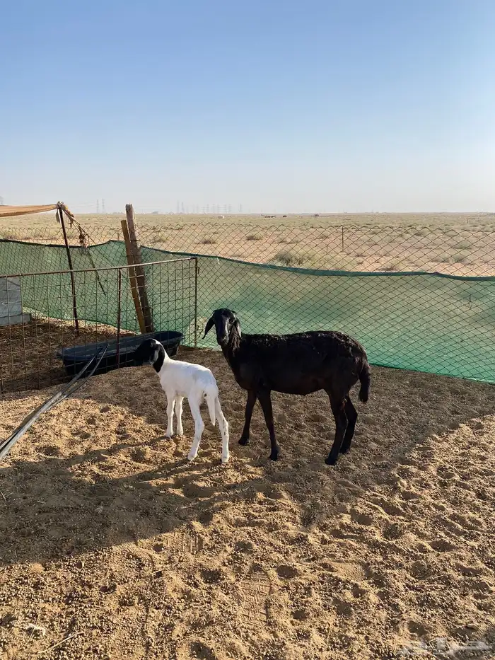 بربريه والد تم البيع 1