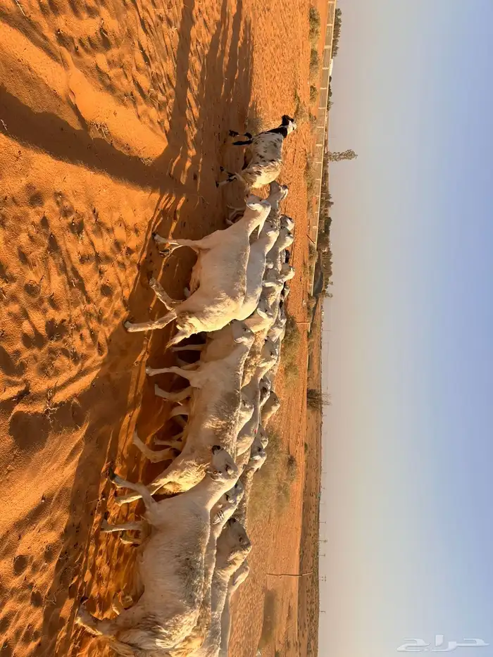 غنم حري 6