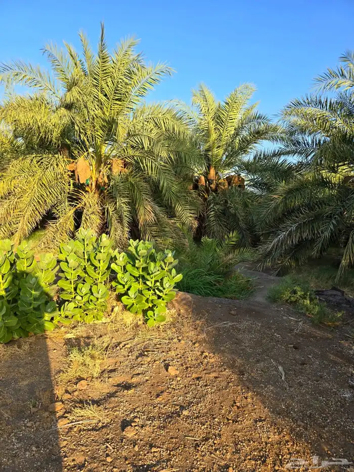 مزرعة للبيع شجوى بالمدينة المنورة 2
