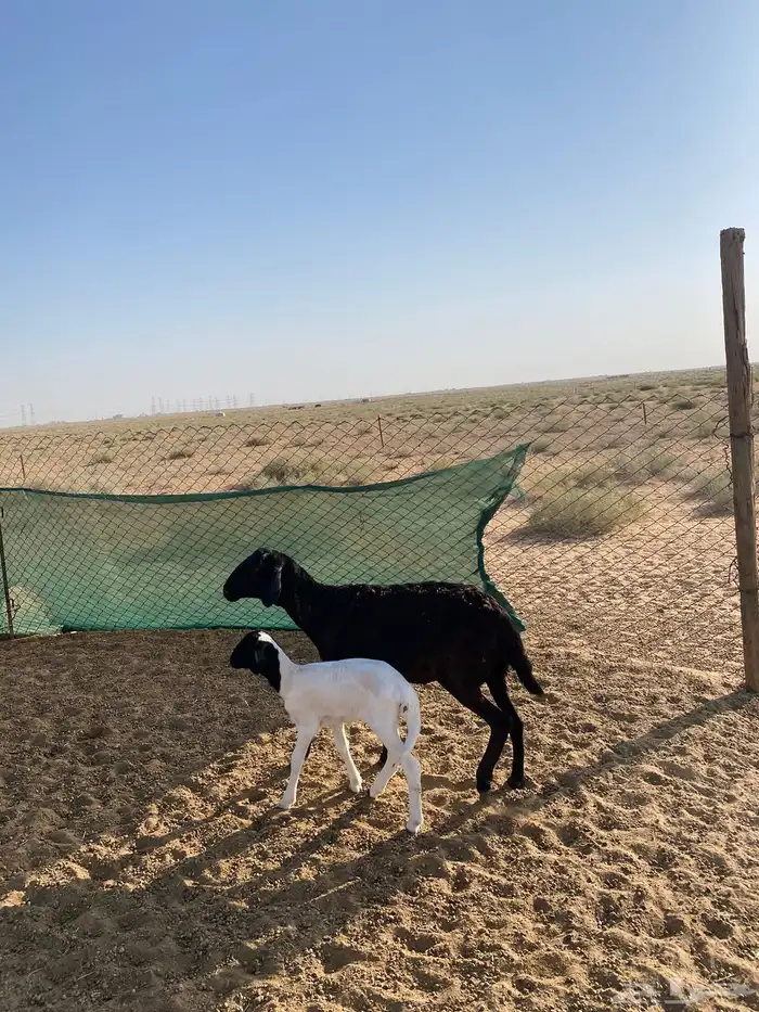 بربريه والد تم البيع 0