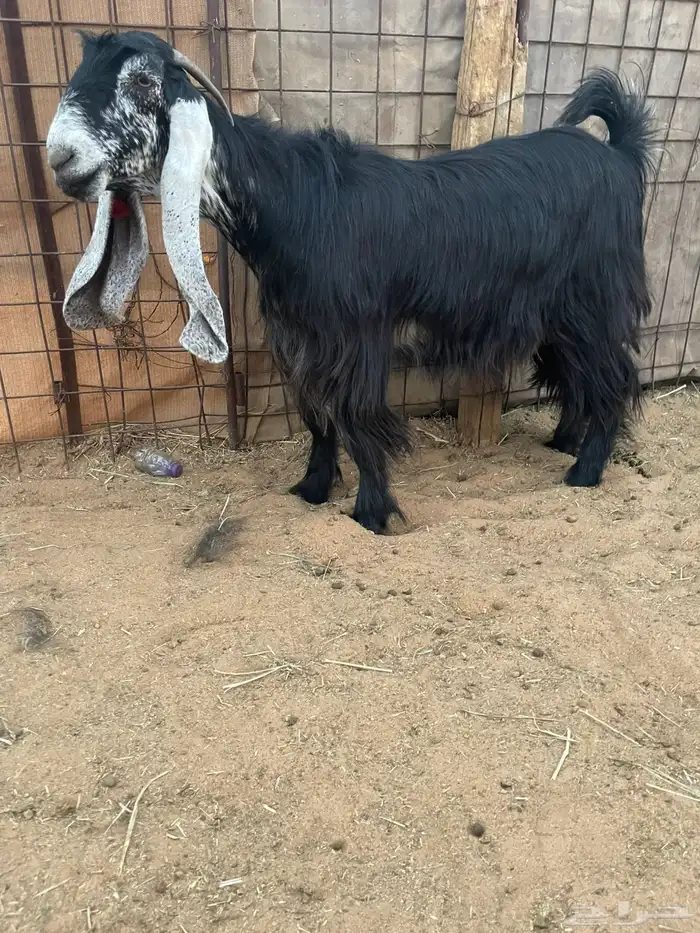 للبيع معزا عوارض صنف الصنف 1