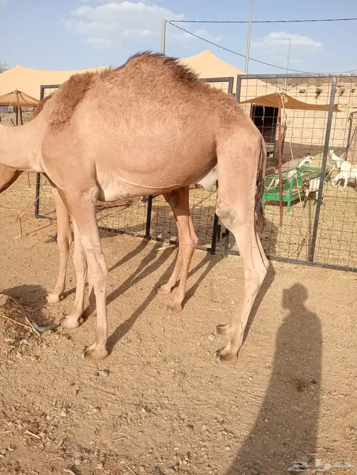 ذبايح تيوس وقعدان مستورد 1