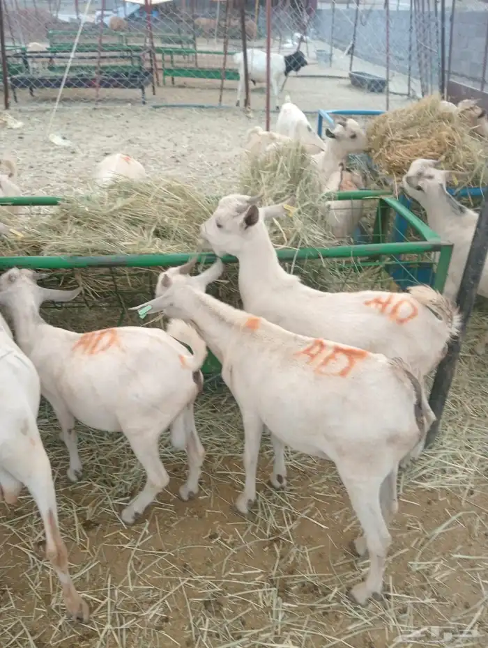 ذبايح تيوس وقعدان مستورد 7