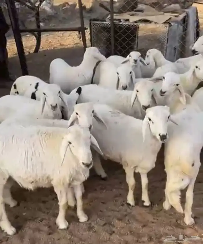 خرفان كفوللبيع 0