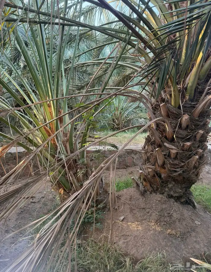 نقايل عجوه منتجه للبيع 3