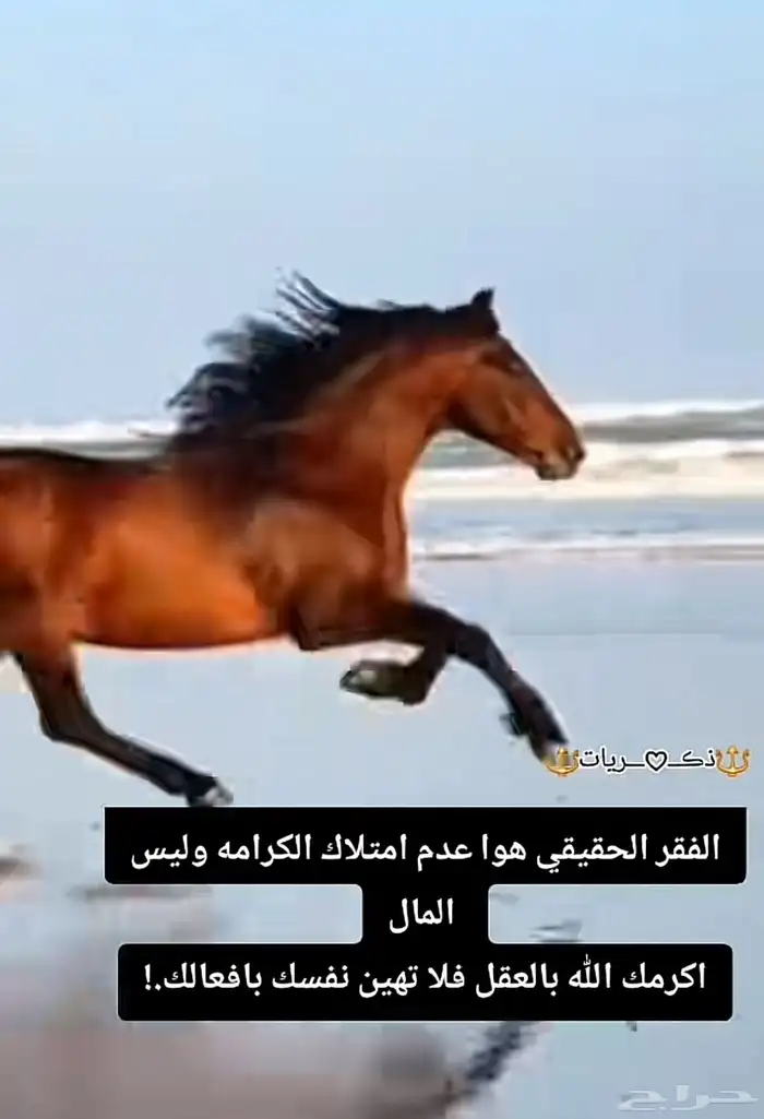 خيول للإيجار ورحلات بحريه 2
