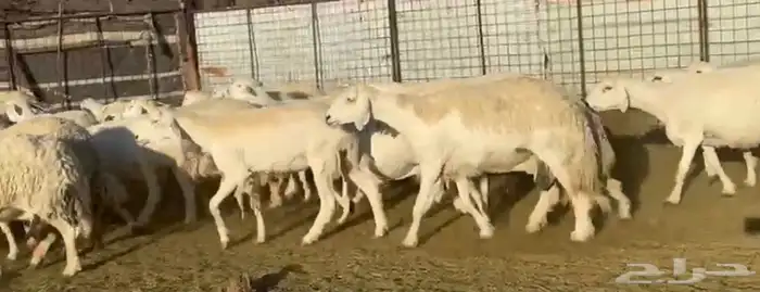 مراح حرش فاخر 0