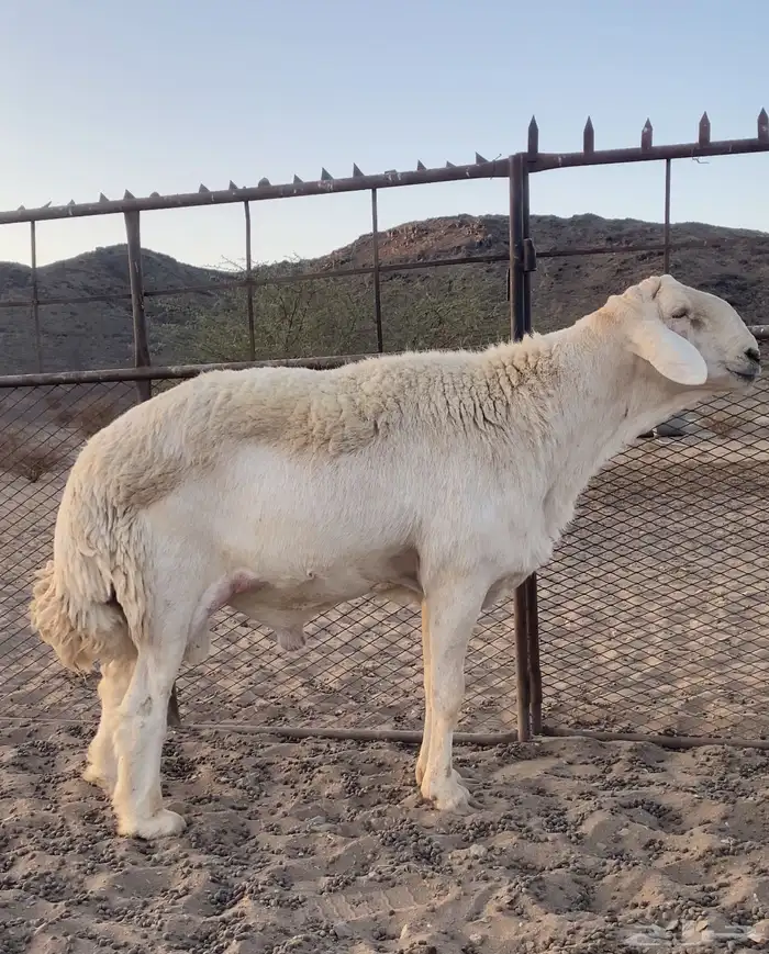 خروف صنف الصنف 4