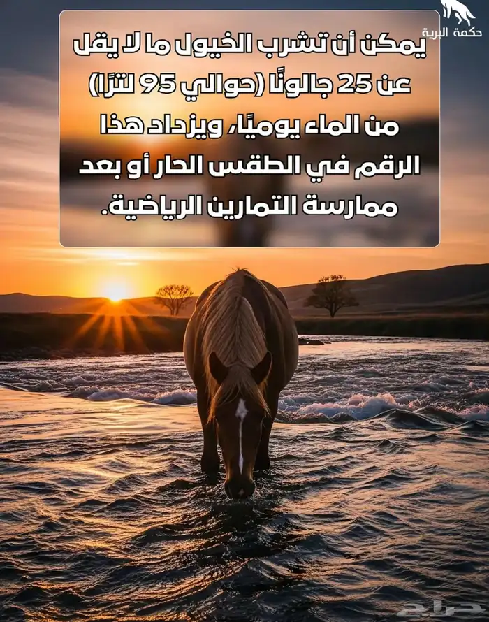 خيول للإيجار ورحلات بحريه 7