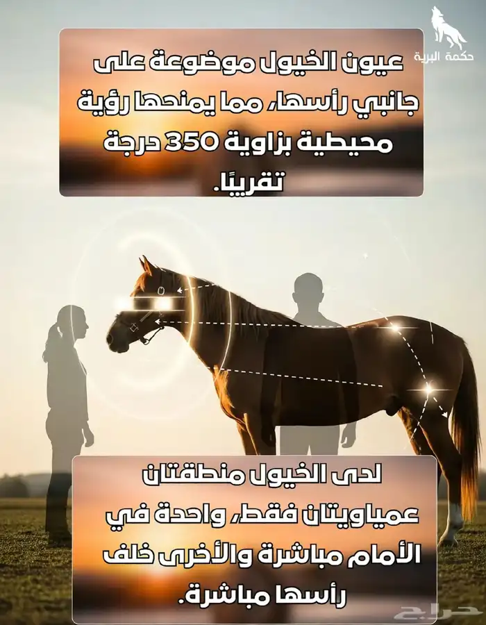 خيول للإيجار ورحلات بحريه 3