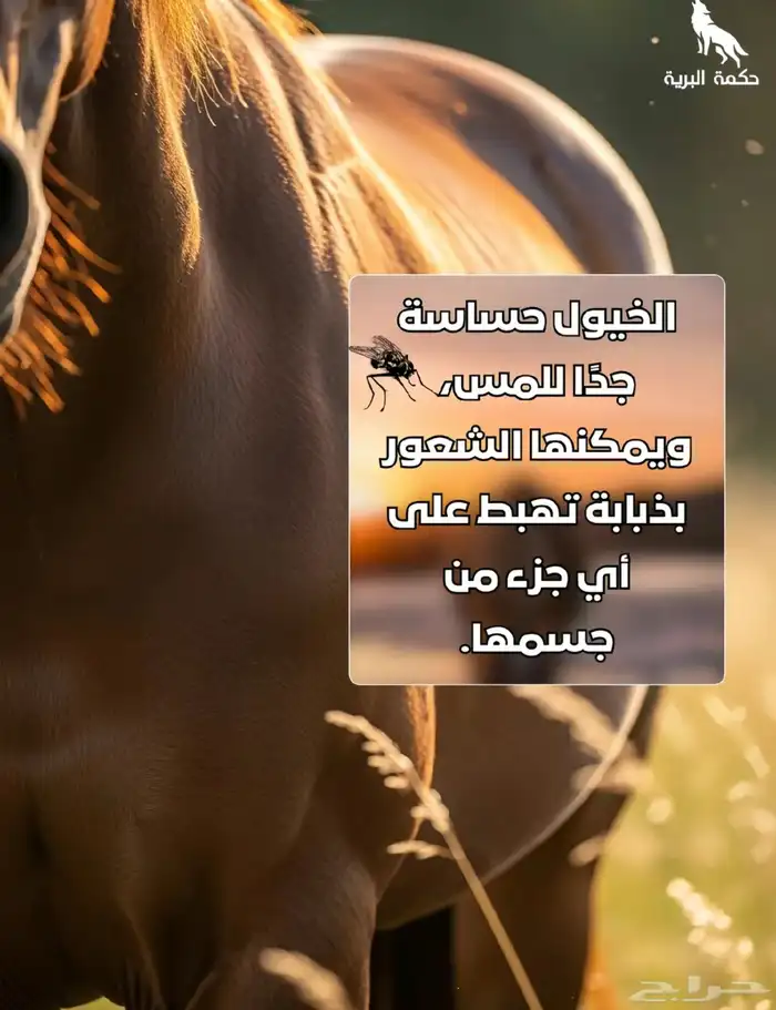 خيول للإيجار ورحلات بحريه 10
