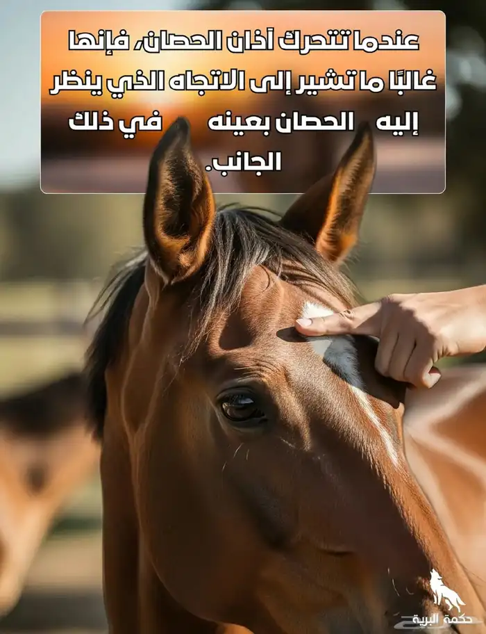 خيول للإيجار ورحلات بحريه 11