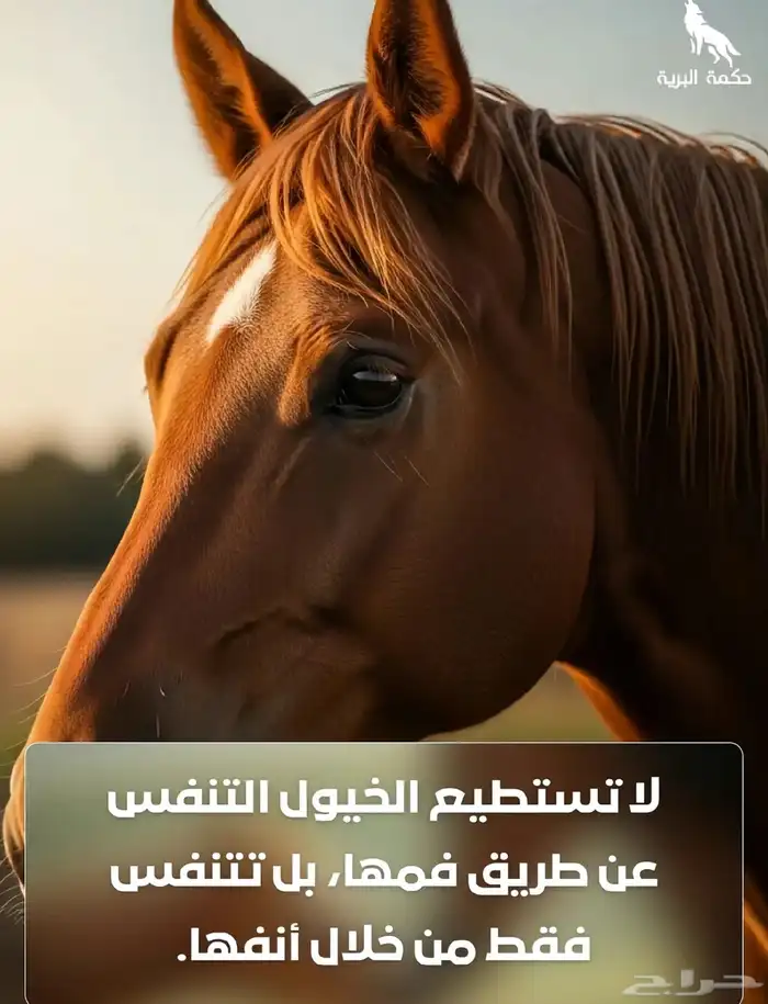 خيول للإيجار ورحلات بحريه 8