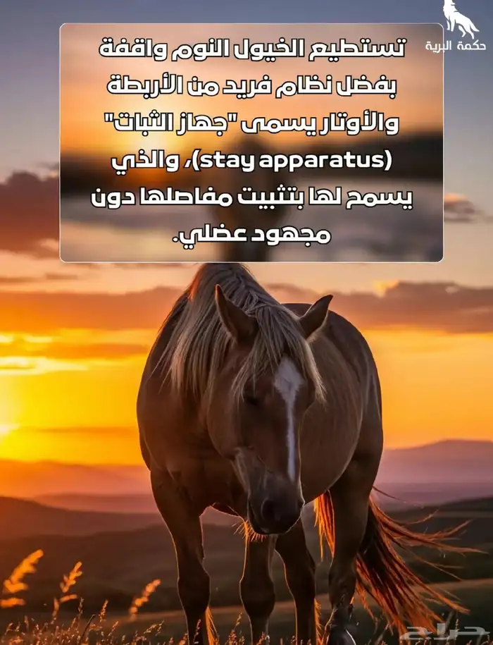 خيول للإيجار ورحلات بحريه 6